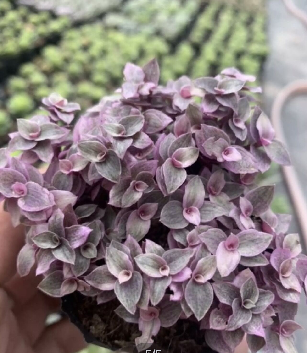 Sen đá Pink Lady size bầu 3-5 cm xuất vườn đà Lạt
