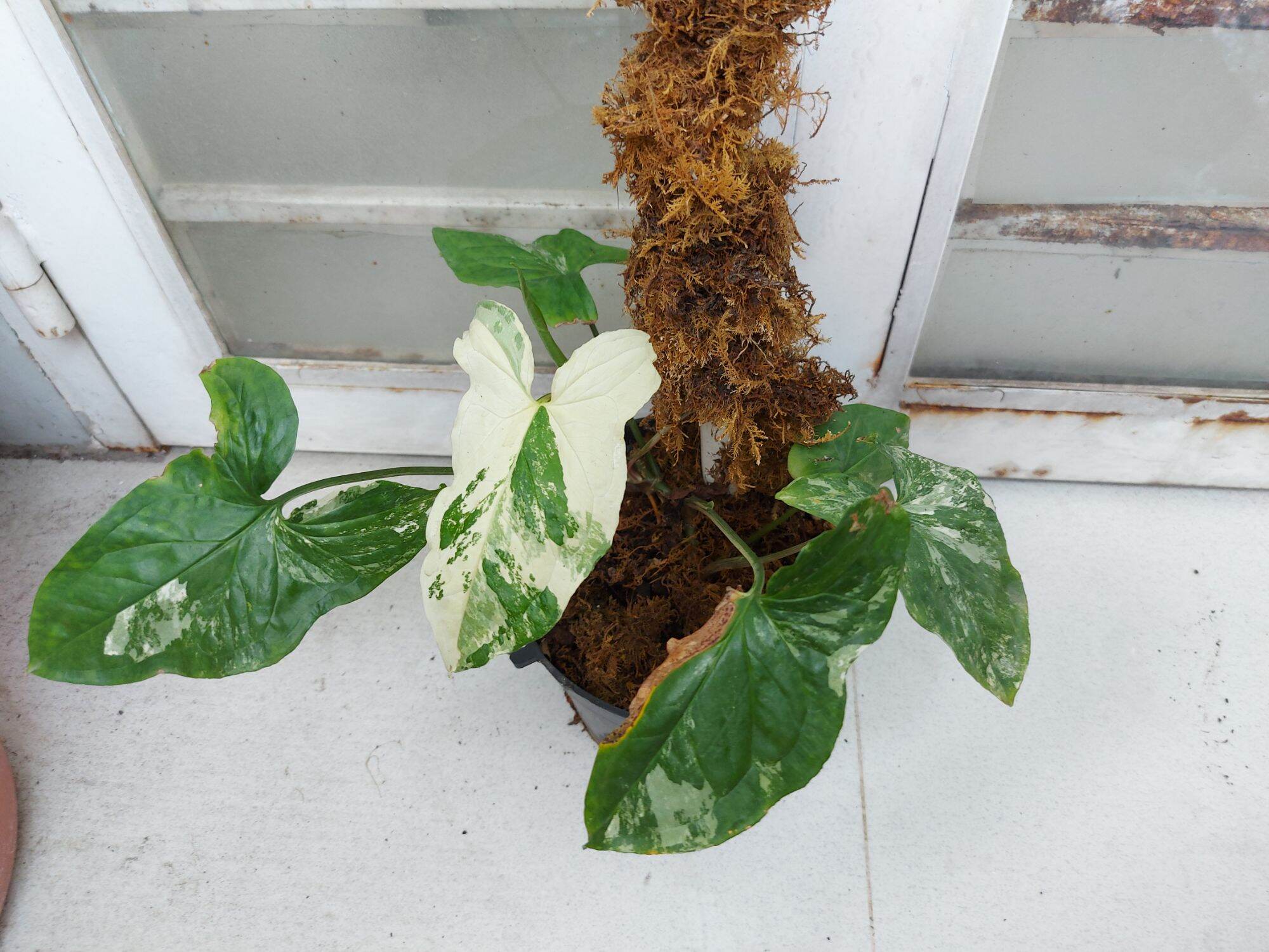 TRẦU BÀ TRẮNG SYNGONIUM ALBO VAR