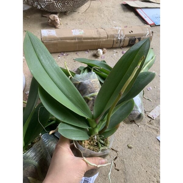 HOA LAN HỒ ĐIỆP ĐÃ CÓ NGỒNG