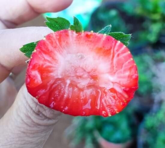 Dâu tây NHẬT SKYBERRY ( combo 10 cây Mô Vỉ - chuẩn giống)