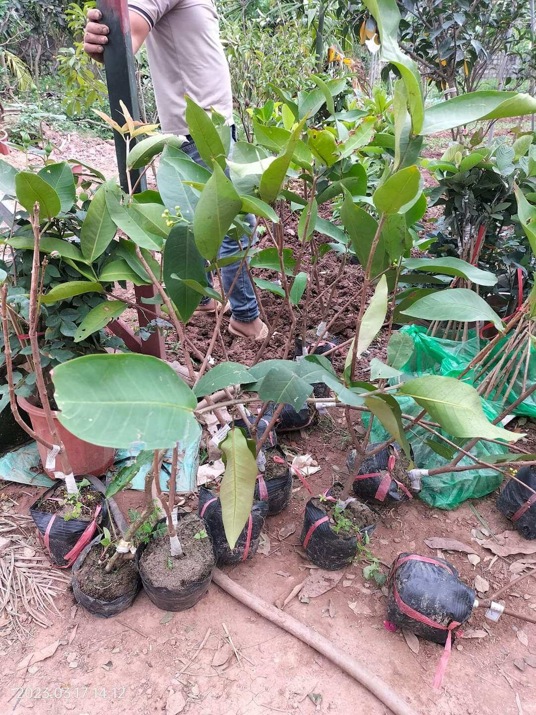 bầu giống doi đỏ