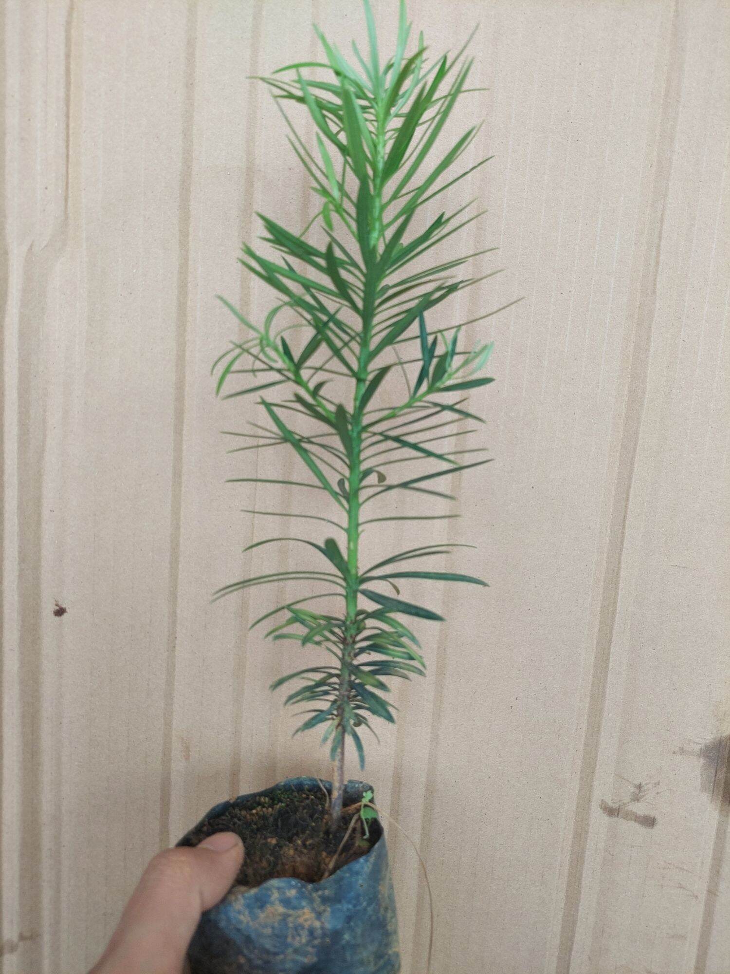 CÂY TÙNG LA HÁN CAO 40-45CM