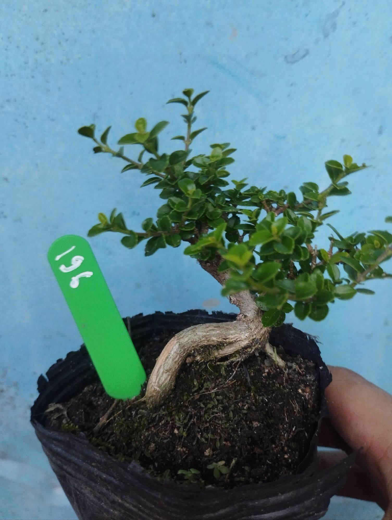 Sam hương bonsai mini 10-15cm (có sỉ)