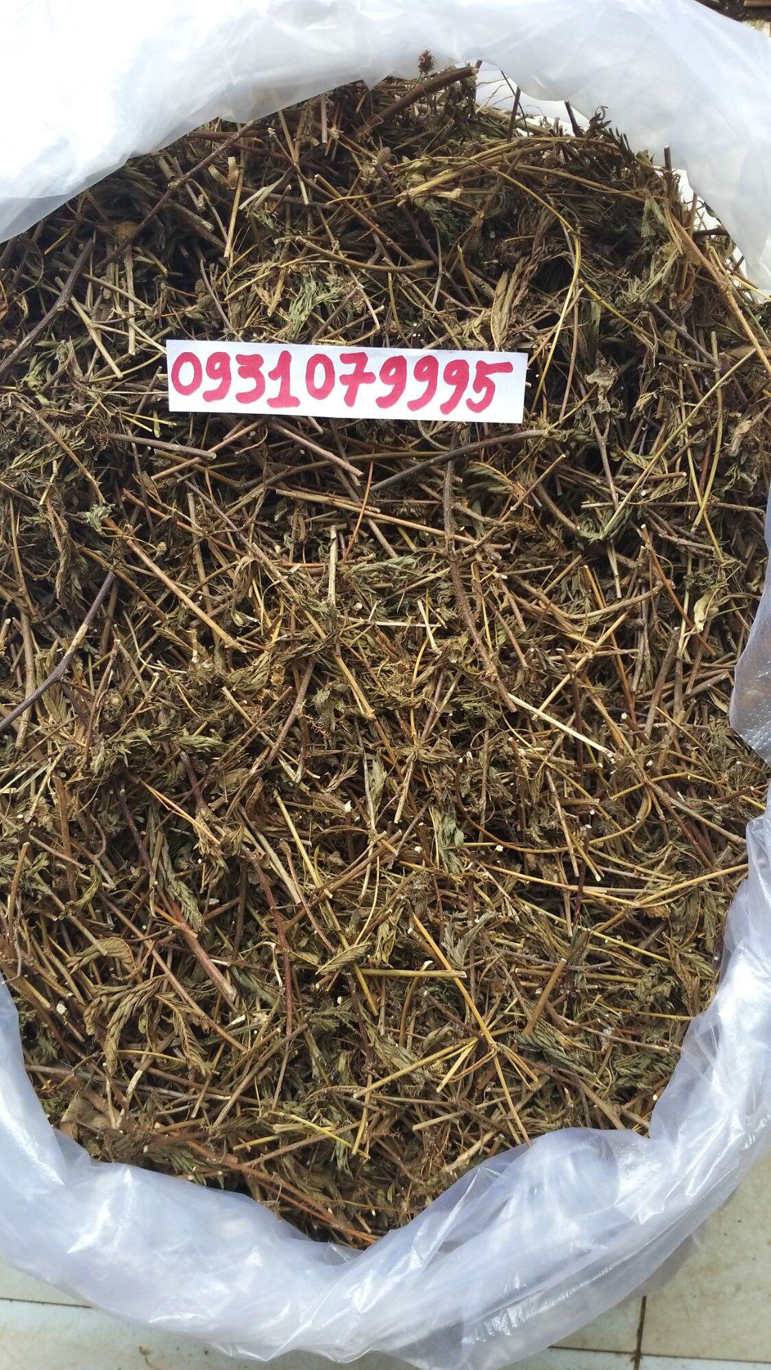 Cây mắc cỡ - cây xấu hổ phơi khô 1kg
