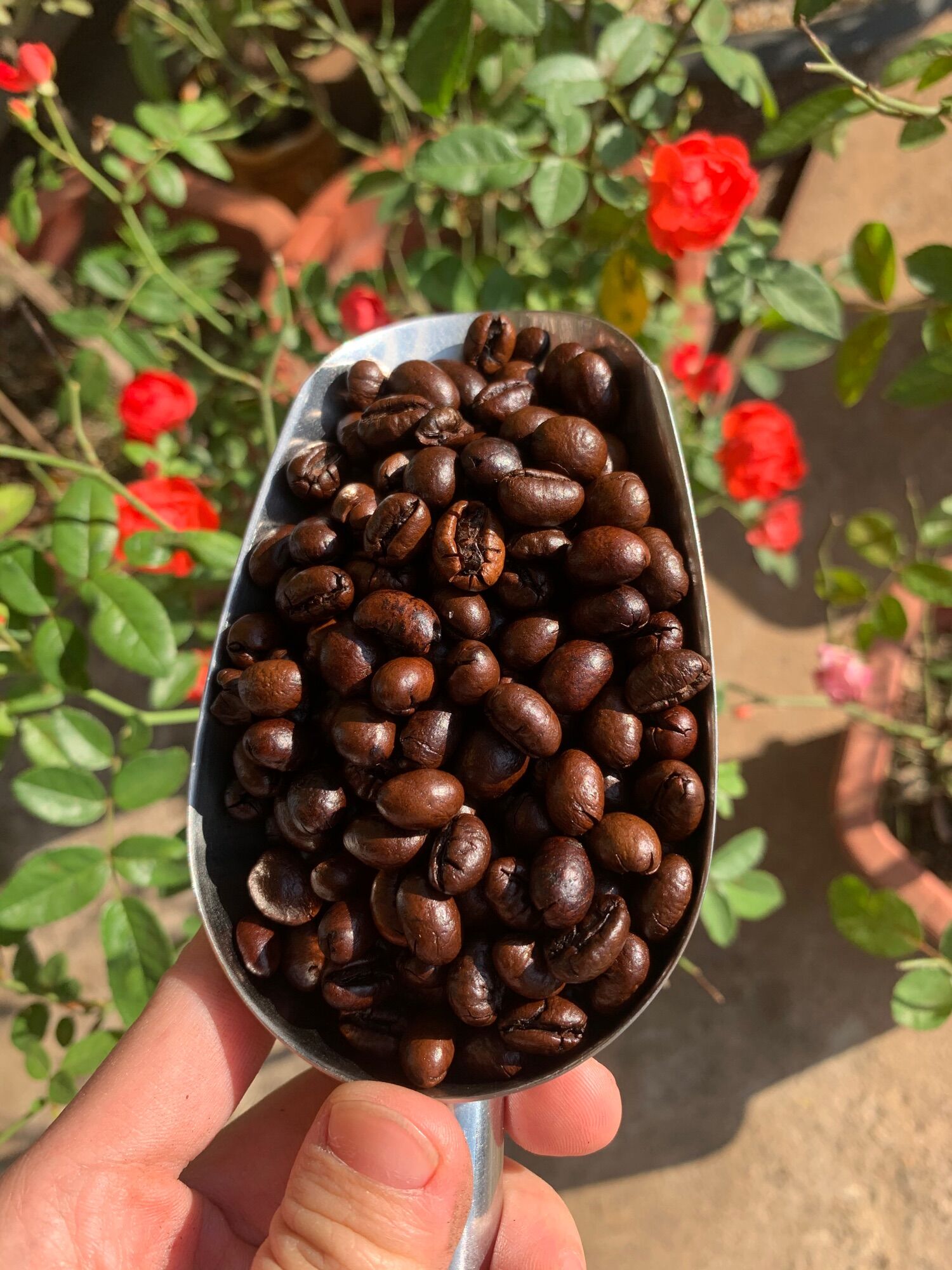 500g_ Cà phê nguyên chất Culi robusta