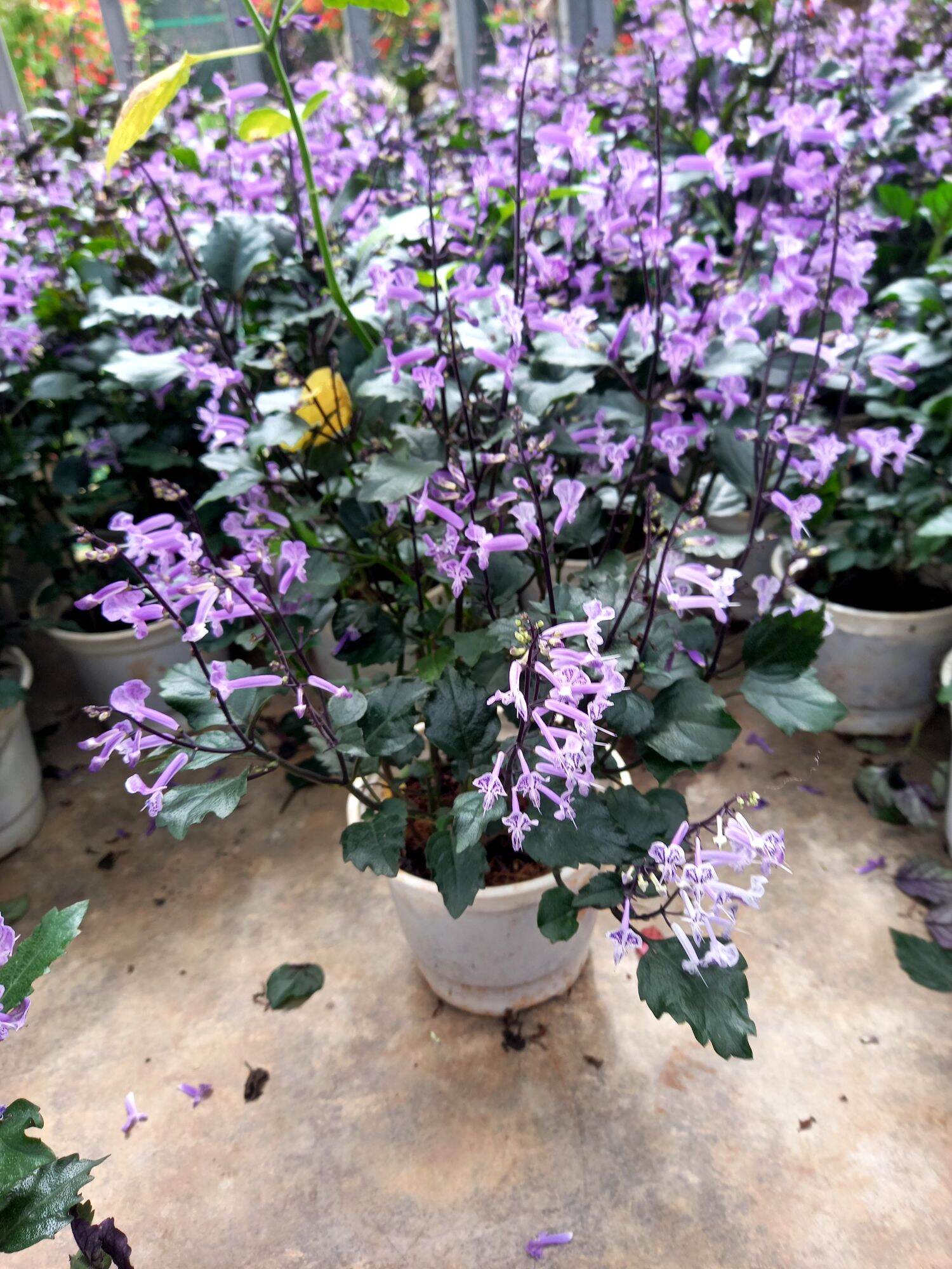 cây hoa lavender