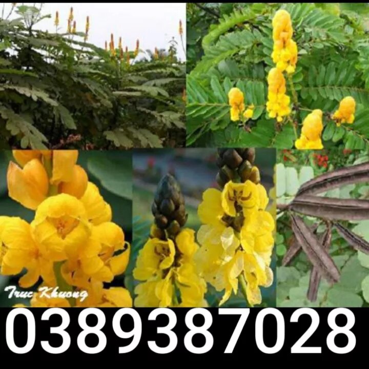 300 hạt giống cây muồng trâu