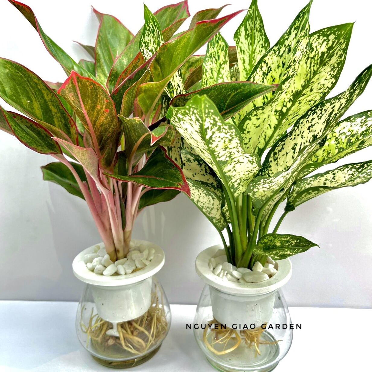 Combo Ngọc Ngân Phú Quý Thủy Sinh
