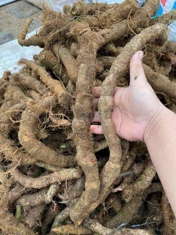 Mú Từn tươi ( Tứn Khửn) 200k/3kg