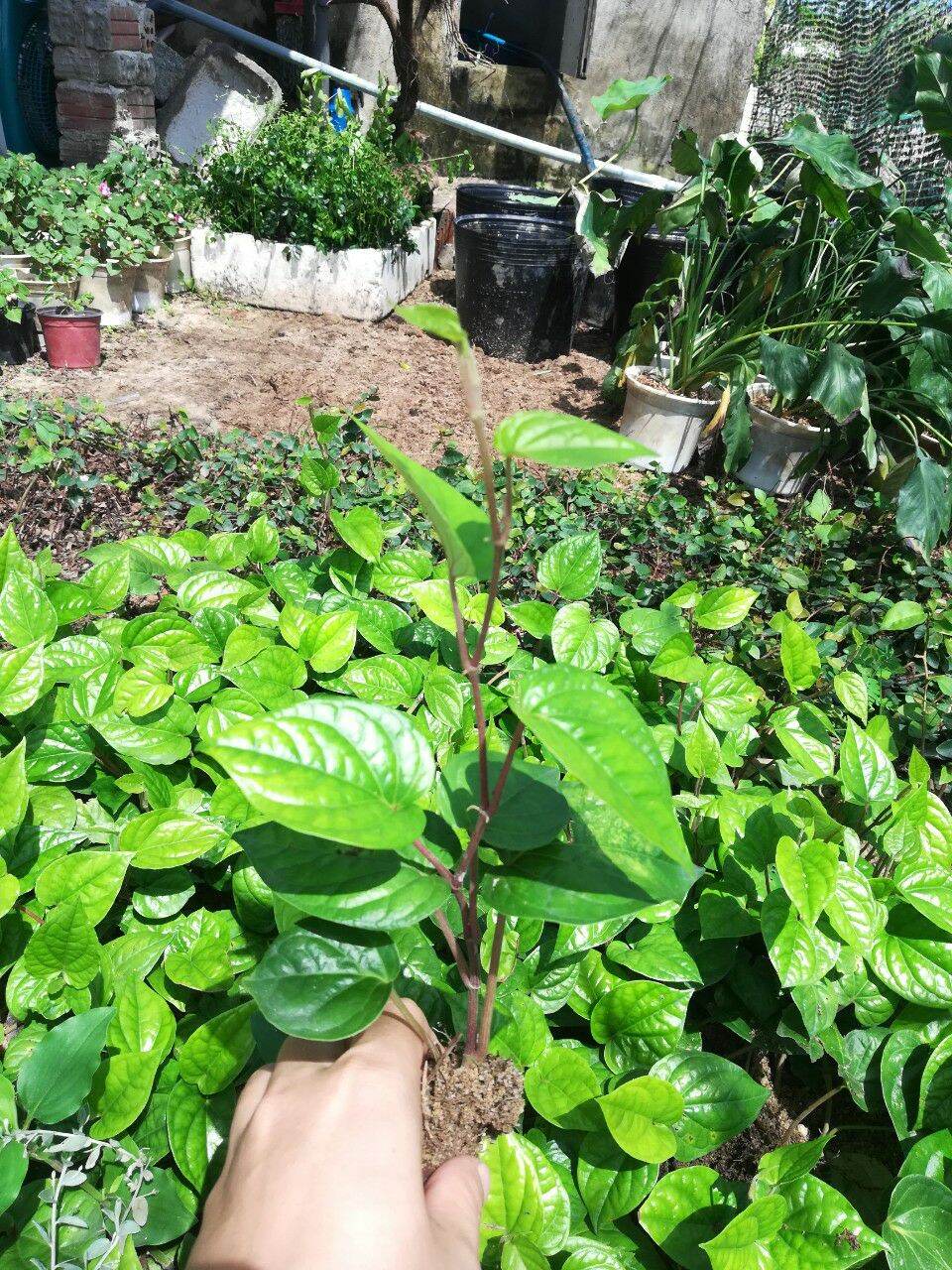 Cây trầu giống, trầu không, trầu nhai lá( ảnh thật)