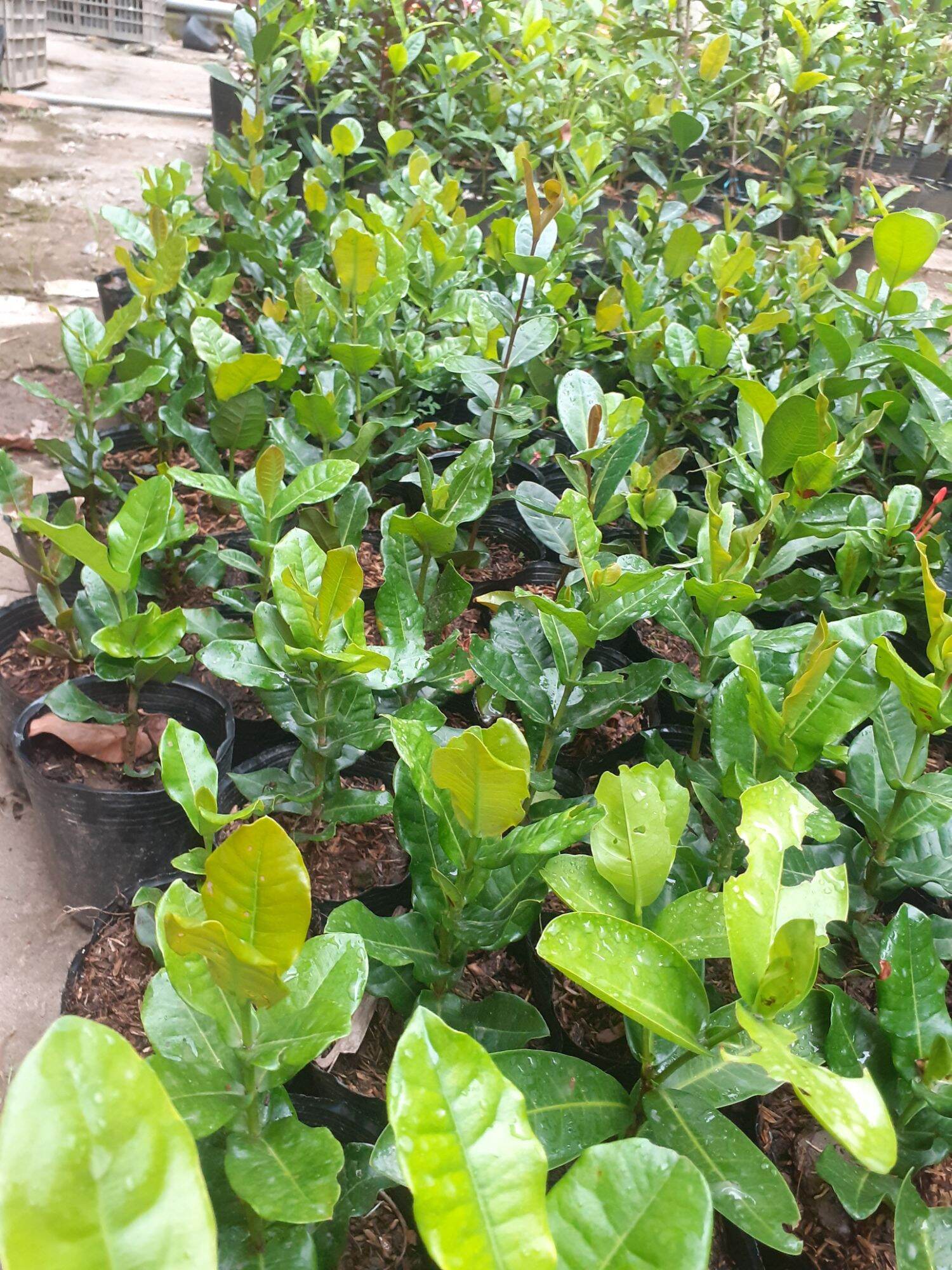 cây giống phụng hoàng lửa