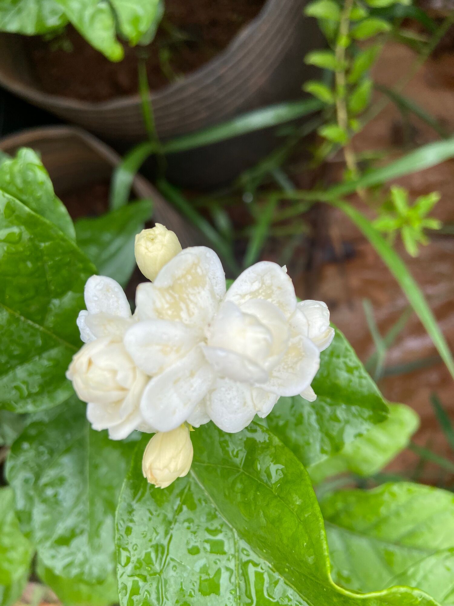 Cây giống hoa nhài