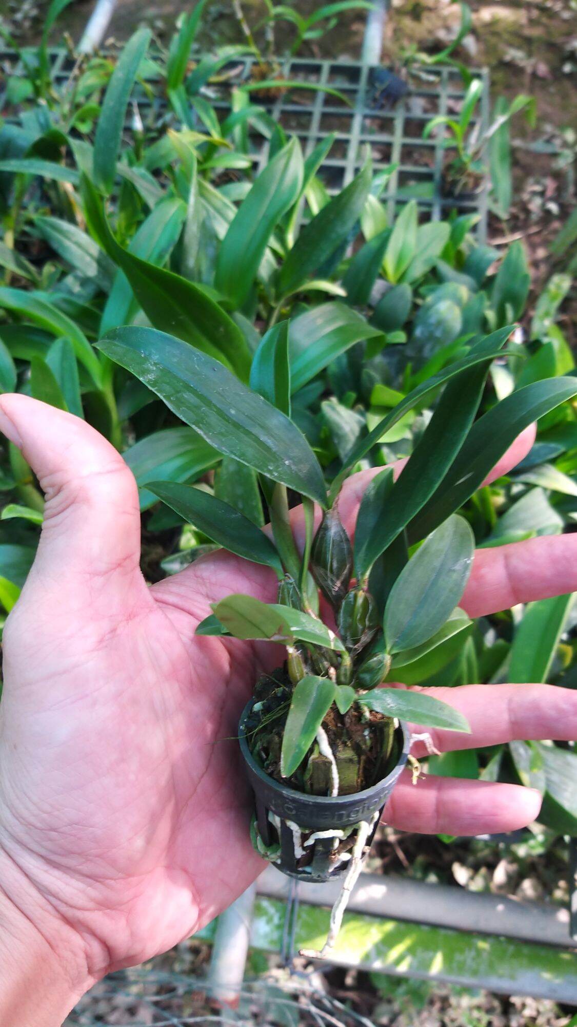 Thủy Tiên( kiều) cây giống combo.3 chậu 90k