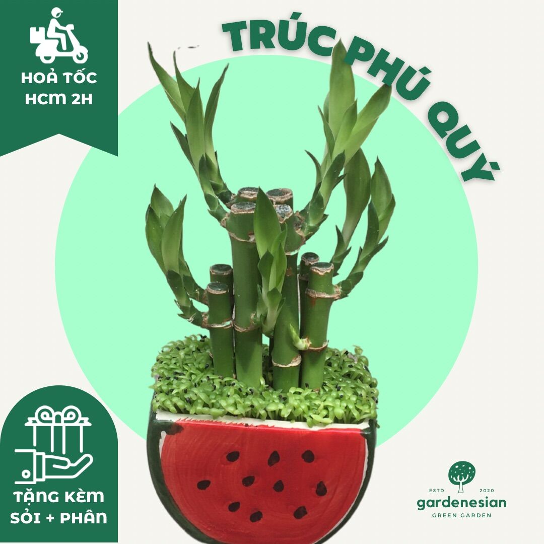 Cây trúc phú quý để bàn gardenesian mini phong thuỷ kèm chậu sứ