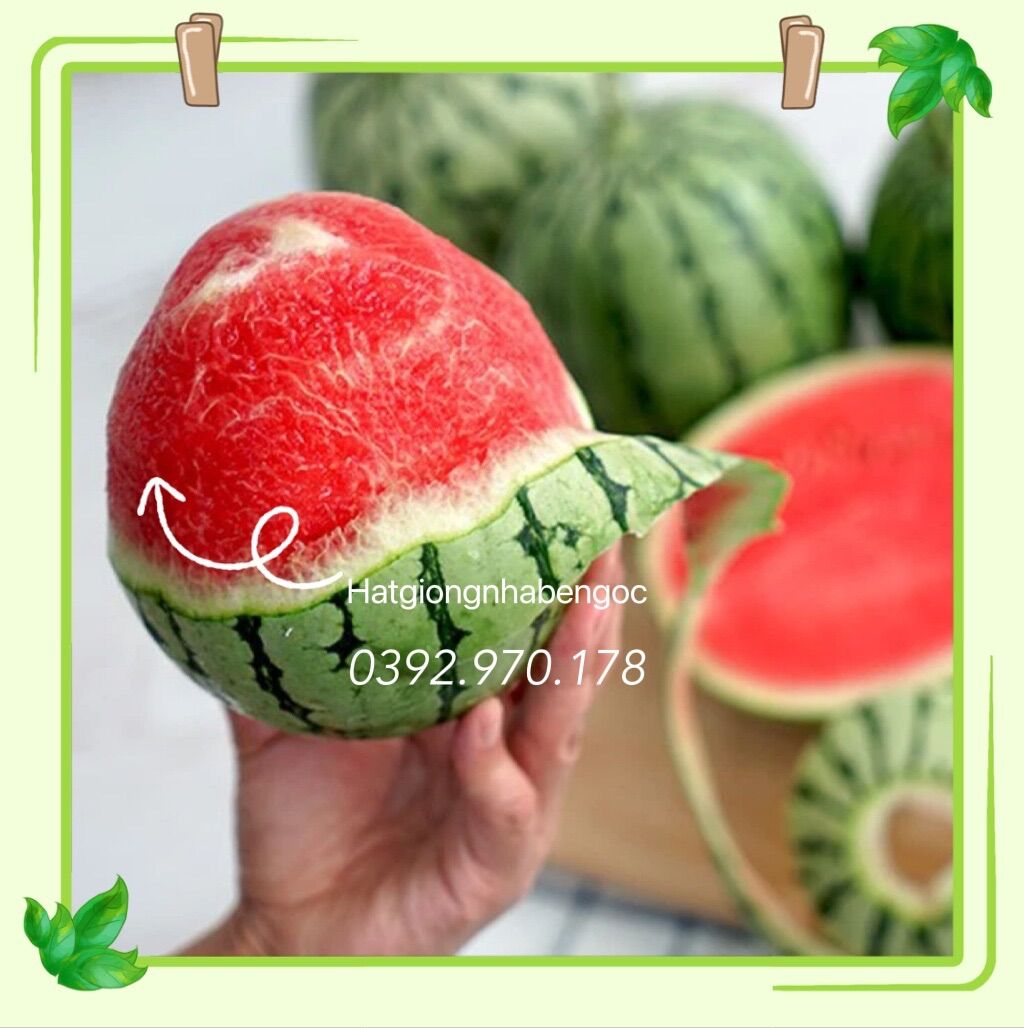 Hạt Giống Dưa Hấu Táo