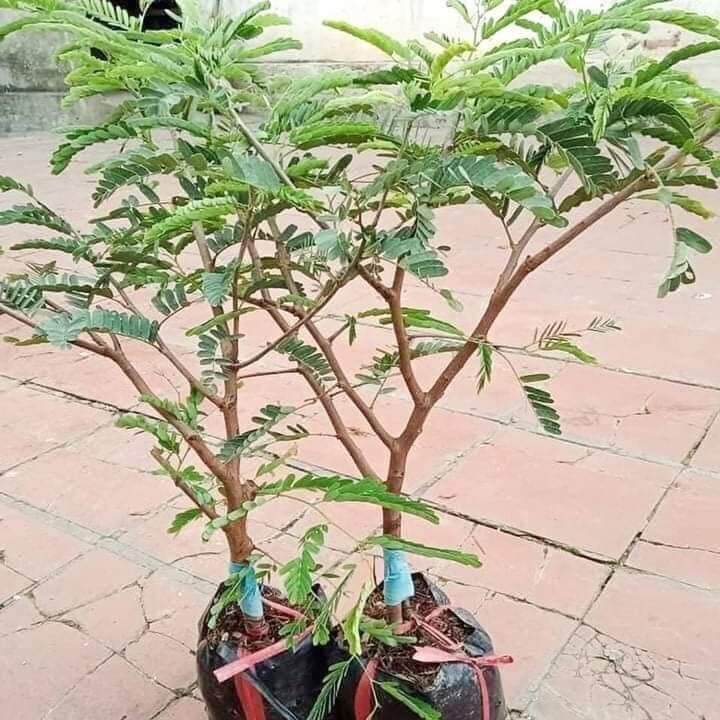 CÂY GIỐNG ME THÁI TRỒNG CHẬU SIÊU SỚM