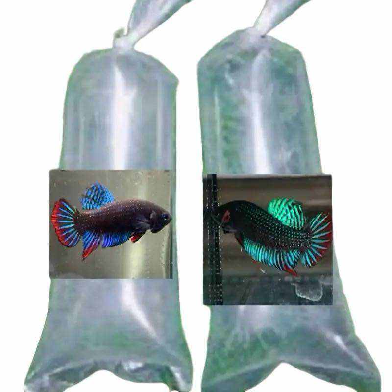 Bọc nylon đựng cá Lia thia đồng trống 20k mái 10k đựng cá cảnh