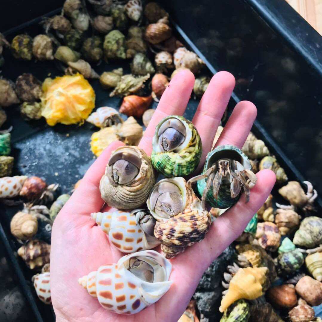 Mô hình trang trí hồ cá Ốc rugos size Lớn Combo 5 bé