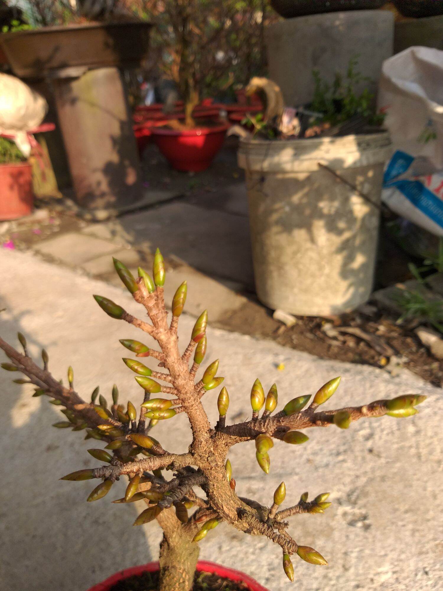 Mai Đại Lộc 49 cánh siêu nụ bonsai mini