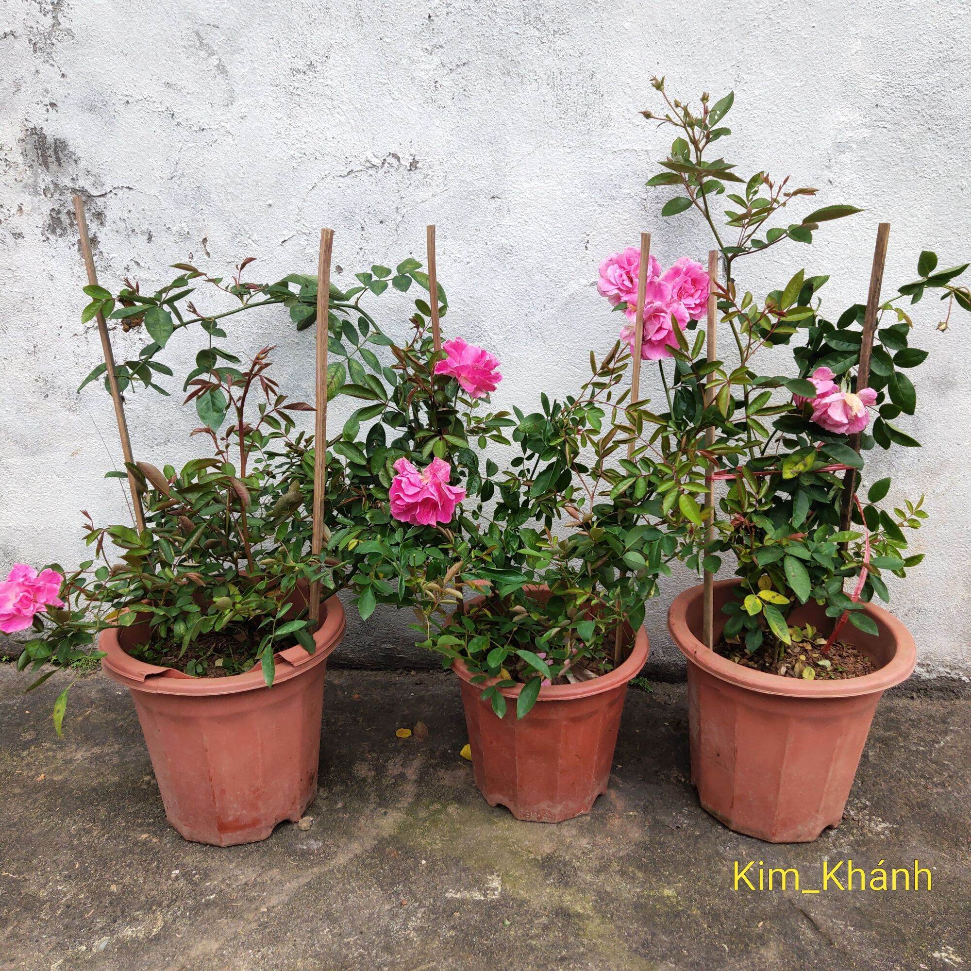 Cây hoa hồng Summer snow, hoa chùm, rất sai