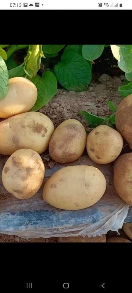 Khoai tây 1kg