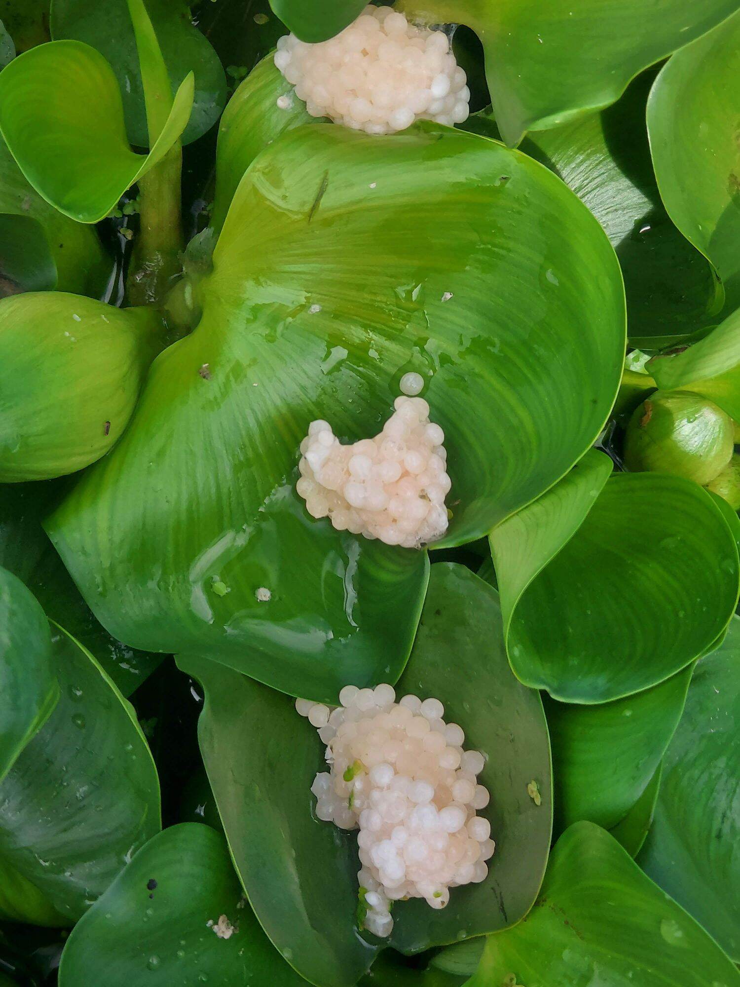 1kg trung oc bưu den ( bù 10% dập do vận chuyển)