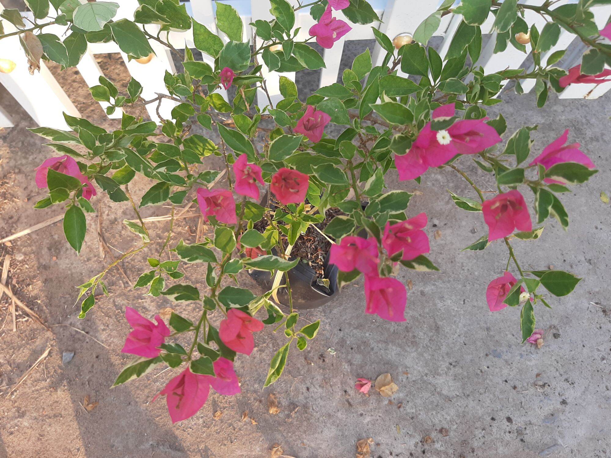 Bong Garden_ Cây Hoa giấy cẩm thạch Hồng Lá nhỏ, rễ phát triển tốt, đang hoa xinh lung linh