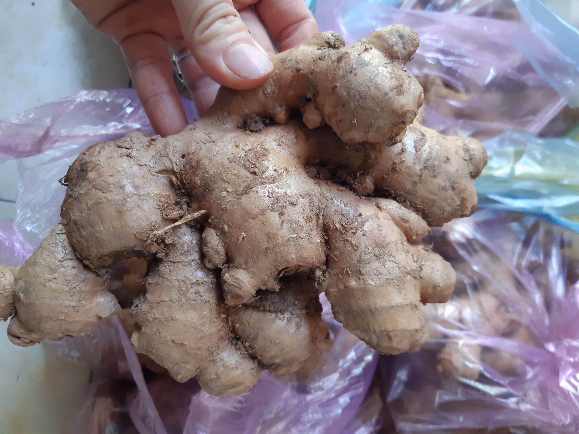 củ gừng tươi việt nam 500g