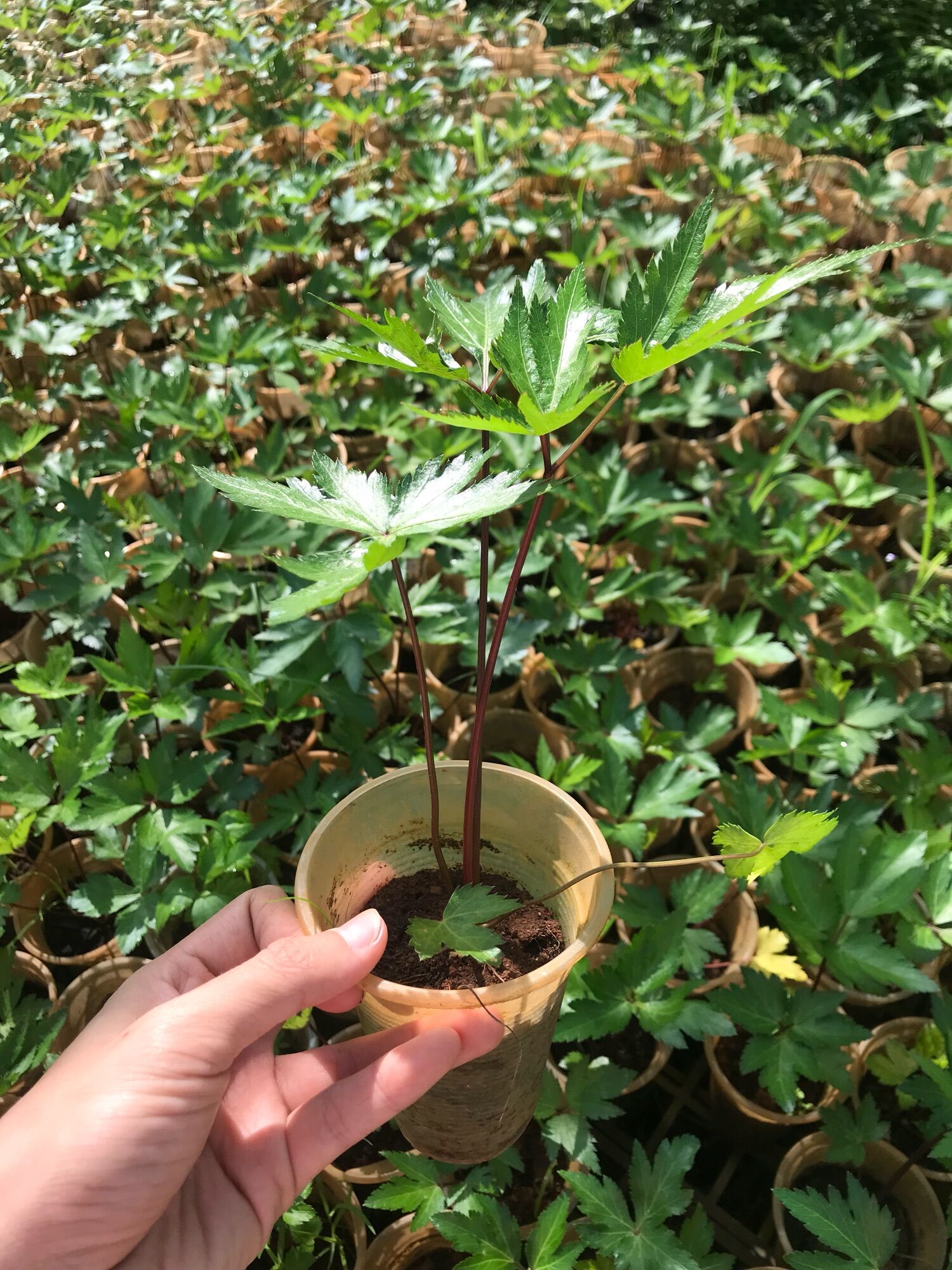 Cây sâm đương quy giống
