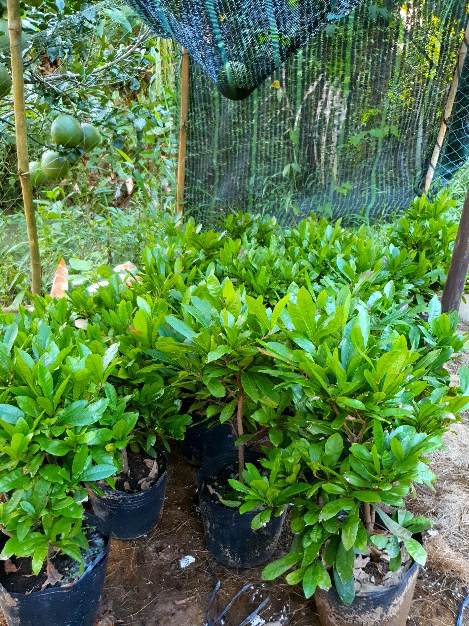 Cây Thần Kỳ Giống Cao 30 Đến 40cm