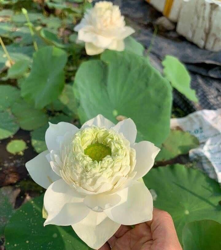 Củ sen thái- trắng hoàng kim