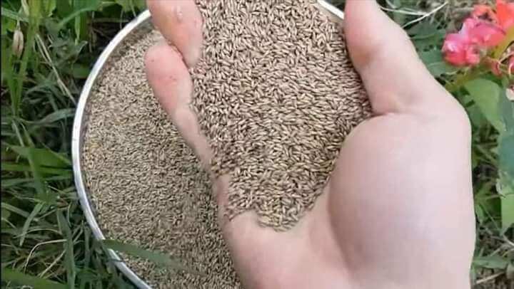 ghine sông mun 100g nhập thái lan (cỏ sả lá lớn 3 ngón tay)