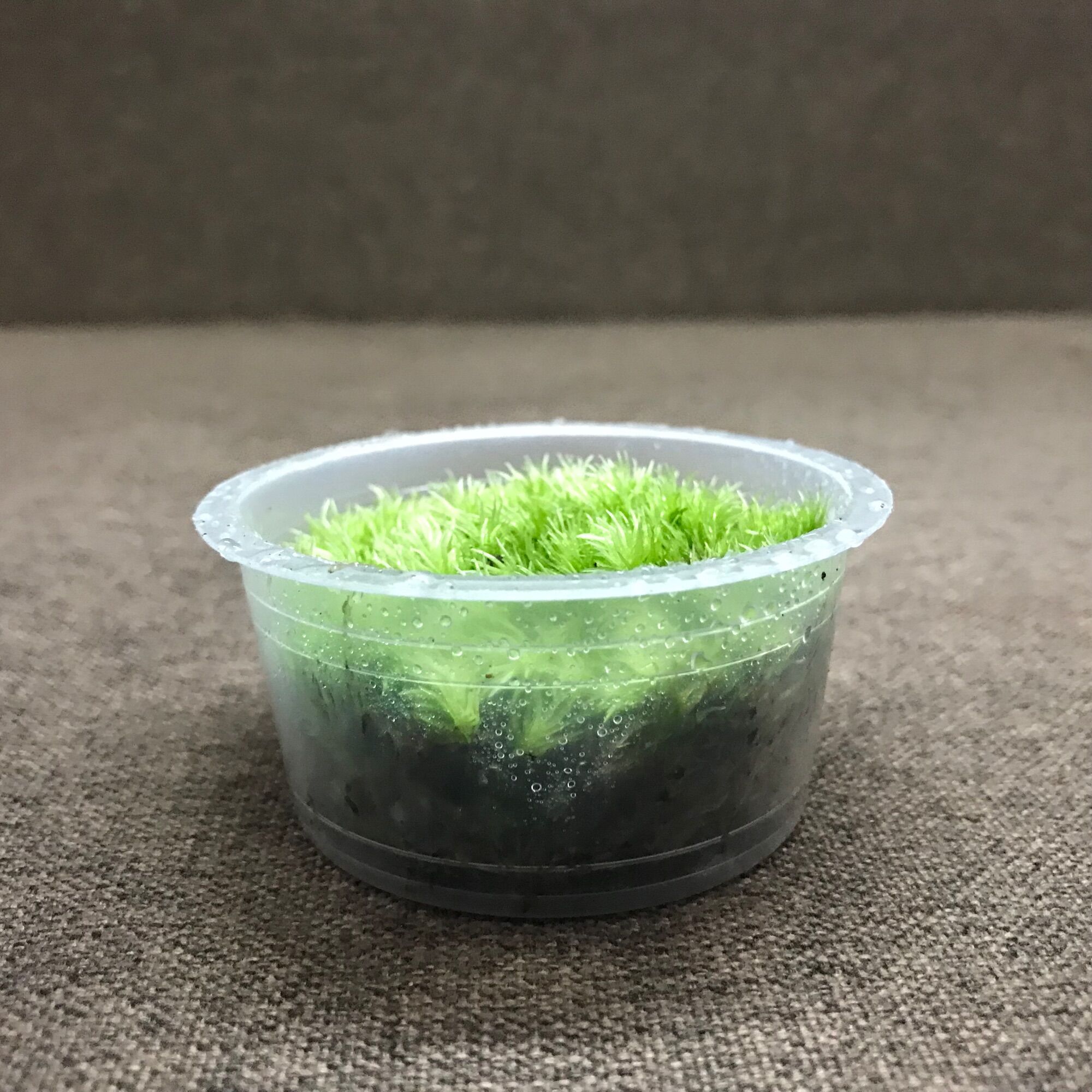 Hộp rêu Pincushion size 6,8cmx3cm