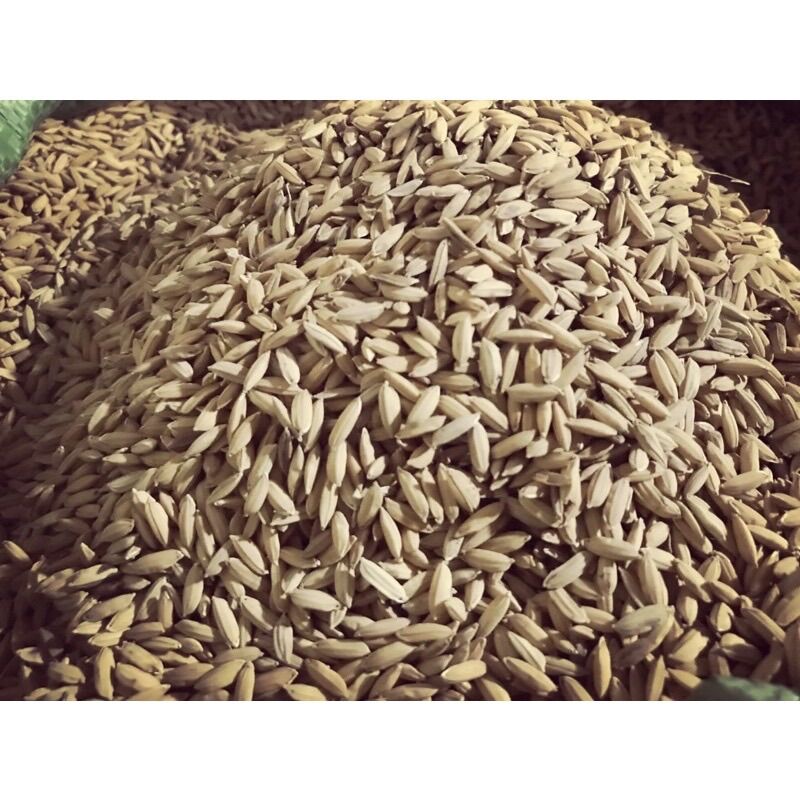1kg Lúa cho chim kiểng, gà kiểng, gà đá chất lượng cao