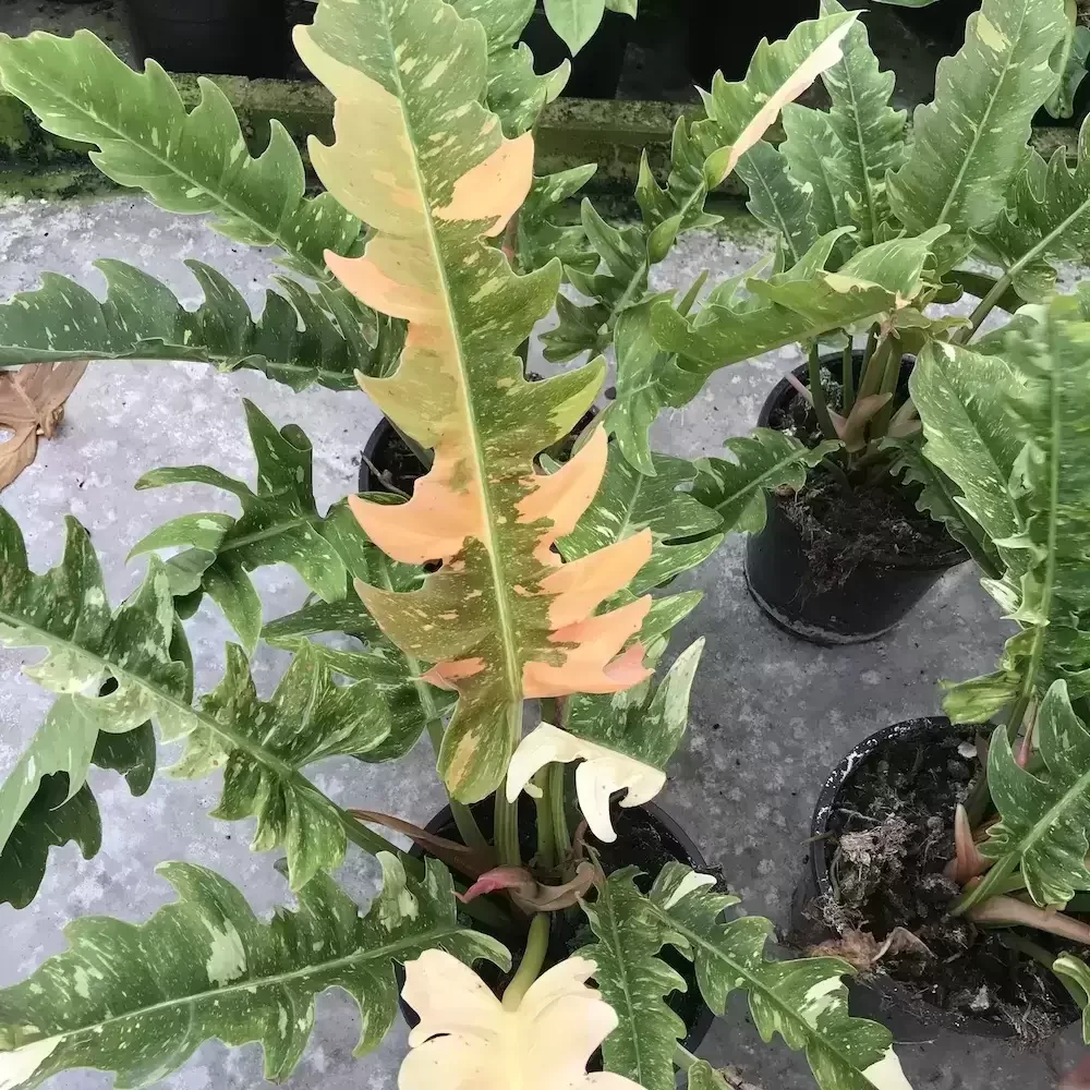 Philodendron ring of fire - cung đàn var - trầu bà răng cọp