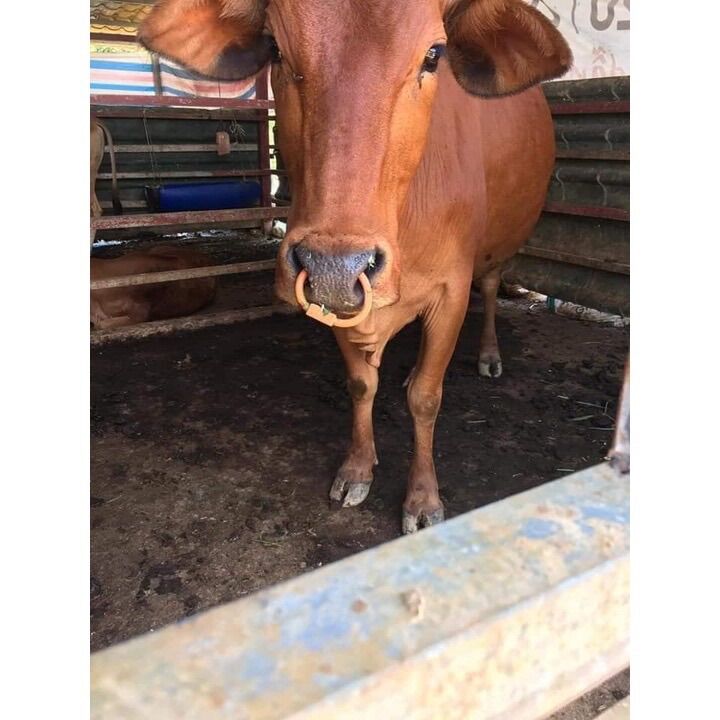 Khuyên vòng xỏ mũi trâu bò