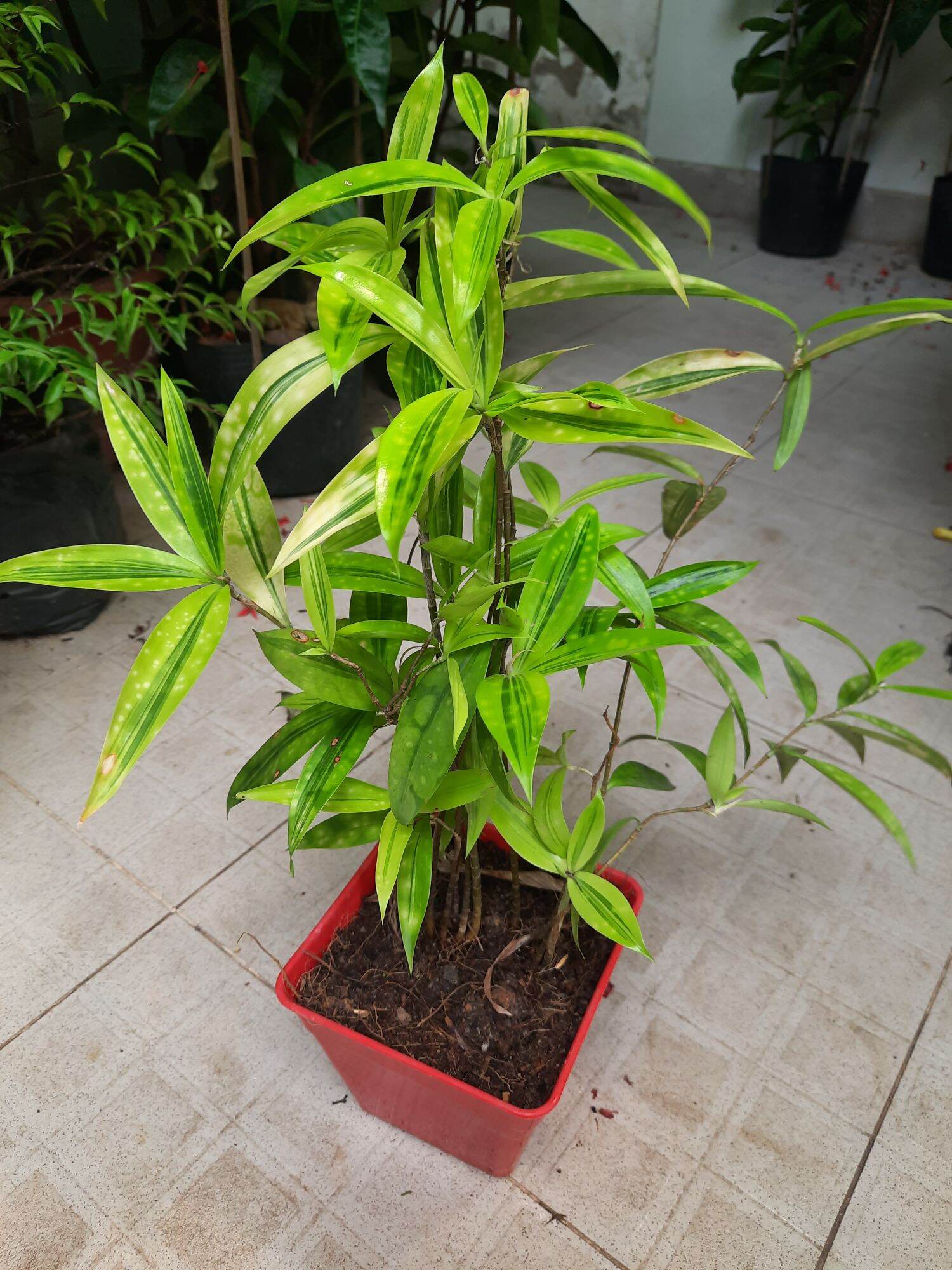 Cây trúc nhật vàng, chậu nhựa