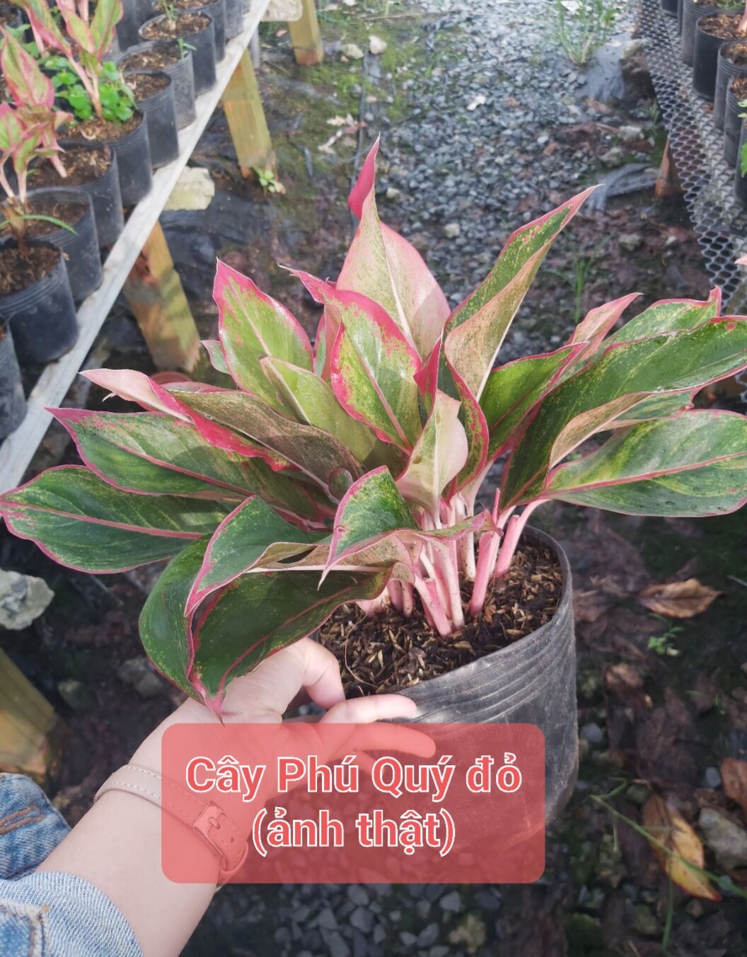 Cây Phú Quý đỏ (3 thân trở lên)