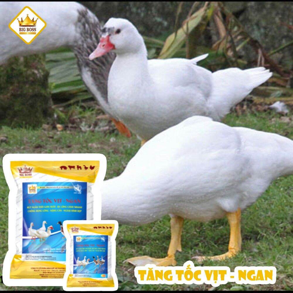 Siêu Tăng Tốc Vịt, Ngan (hàng chuẩn)