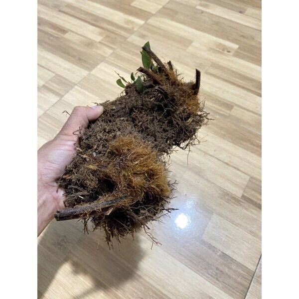 Dương xỉ culi cảnh