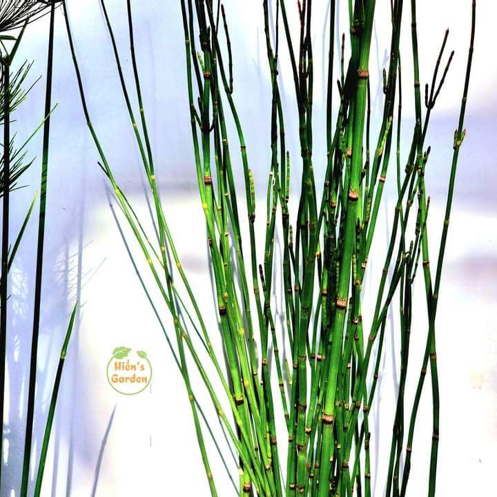 Thiền trúc ko lá