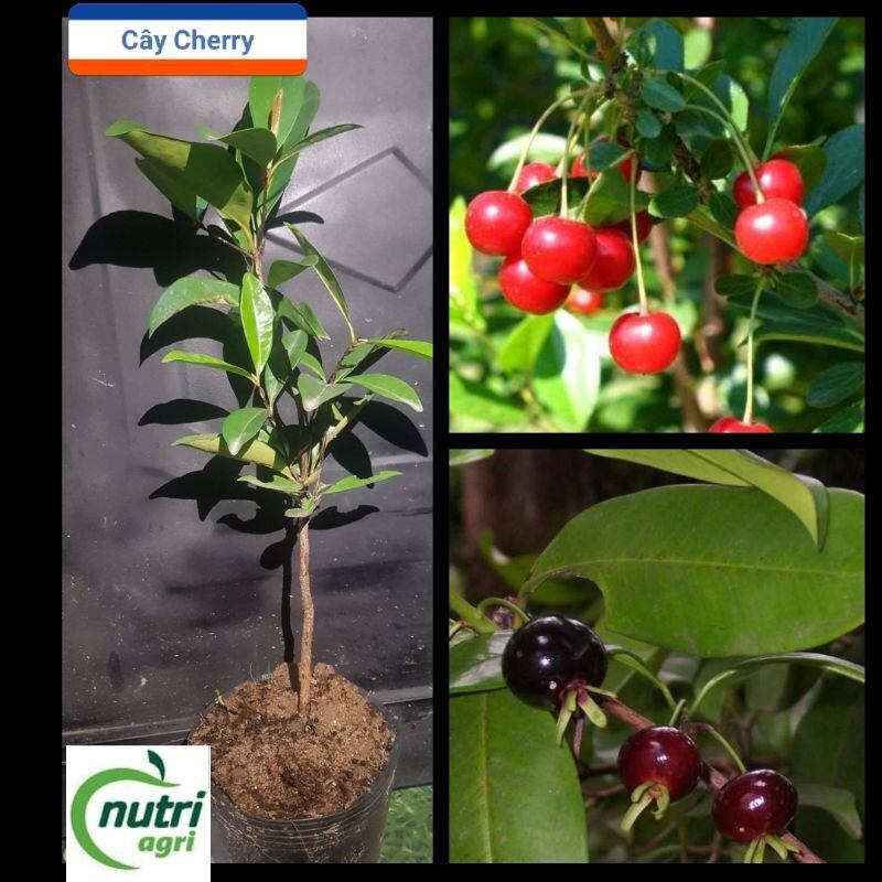 Cây Cherry nhiệt đới (Cherry chịu nhiệt brazil) giống sx tại