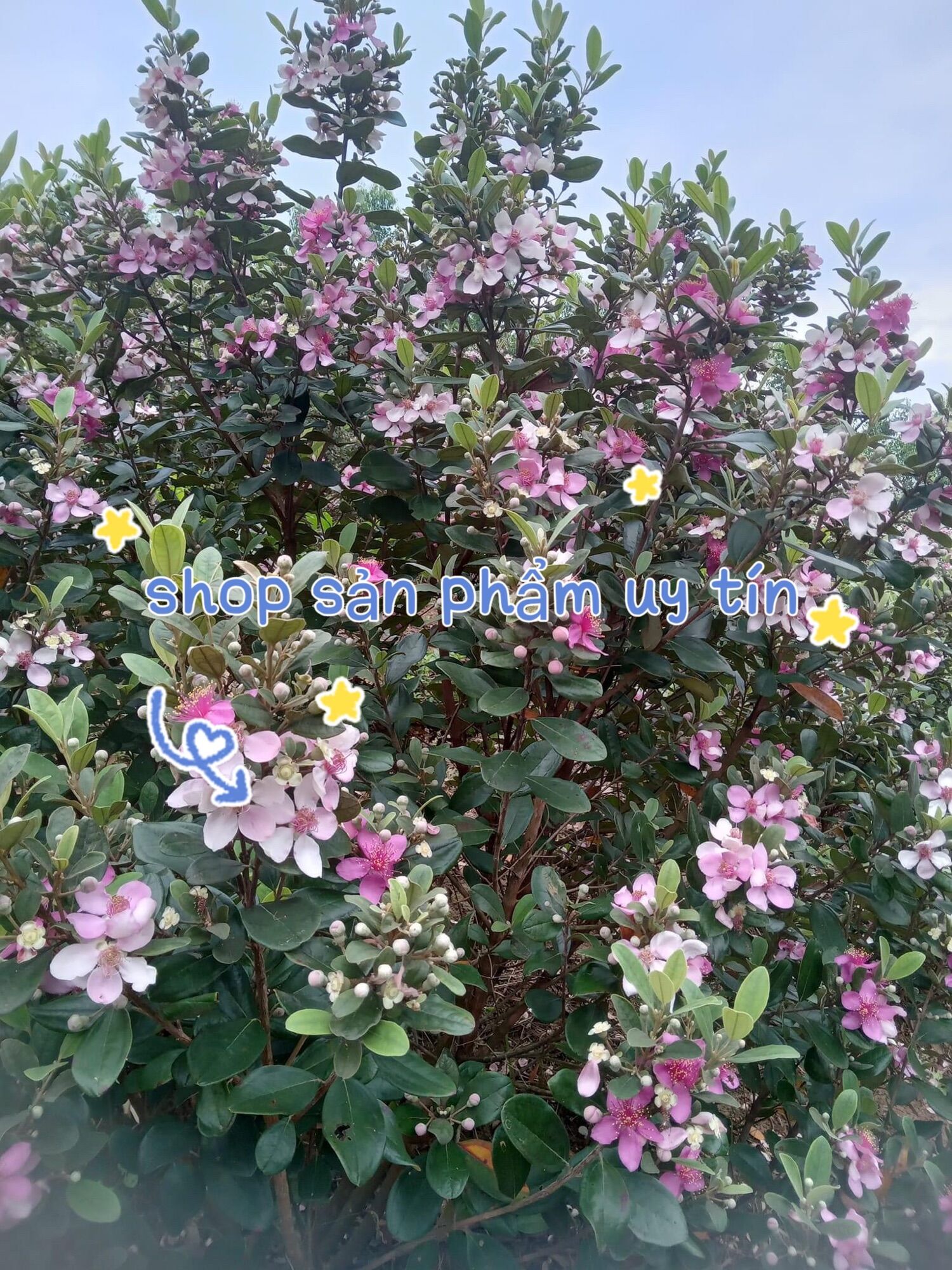cây hoa sim rừng (2-4 nhánh ngẫu nhiên) 16-20kg