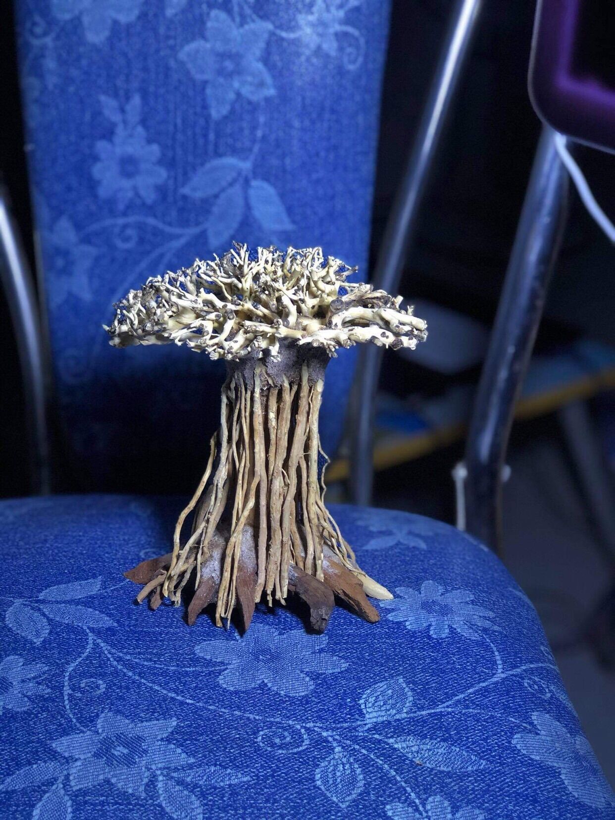 Lủa bonsai mini trang trí hồ thuỷ sinh cá cảnh