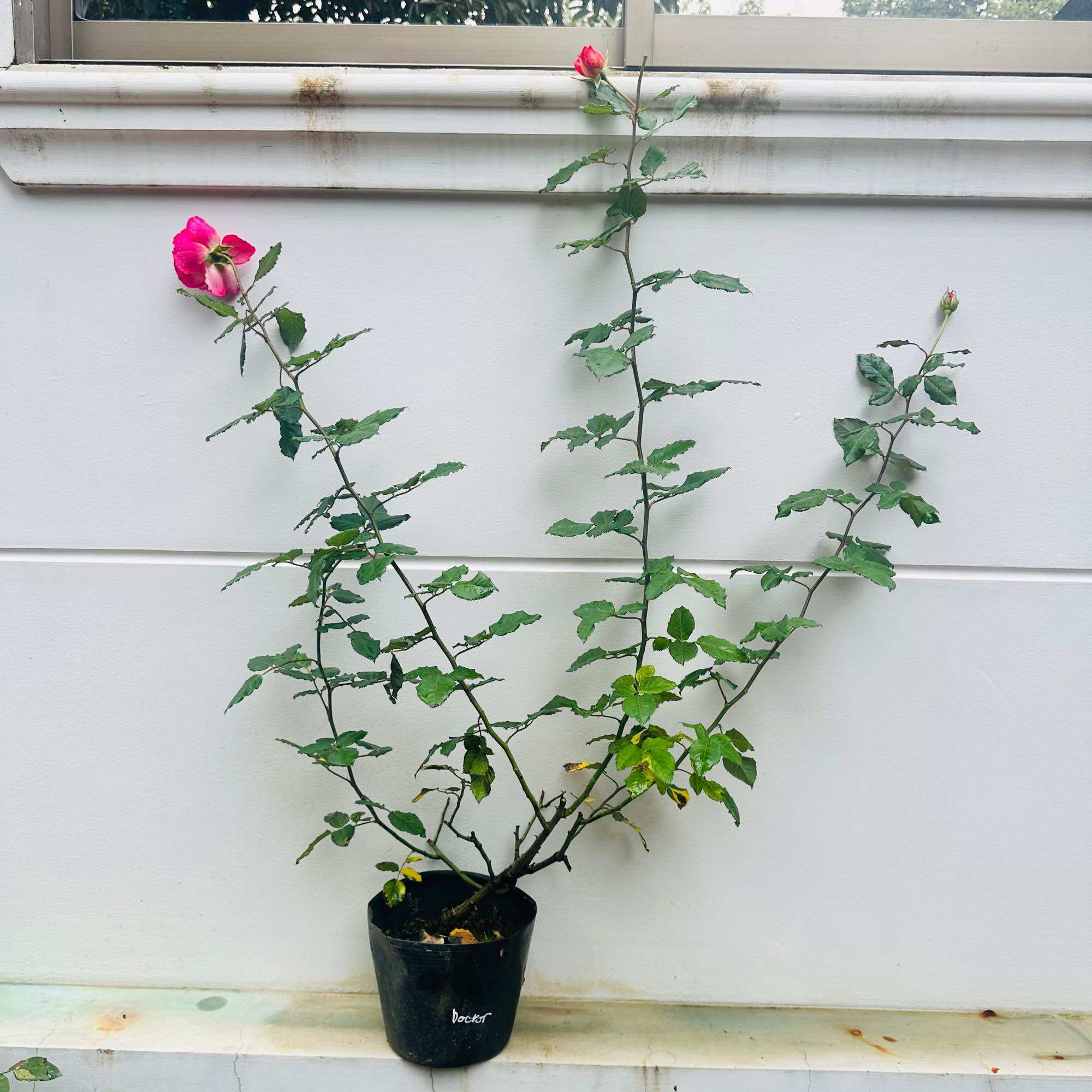 Hoa hồng bán leo Docteurs Massad Rose