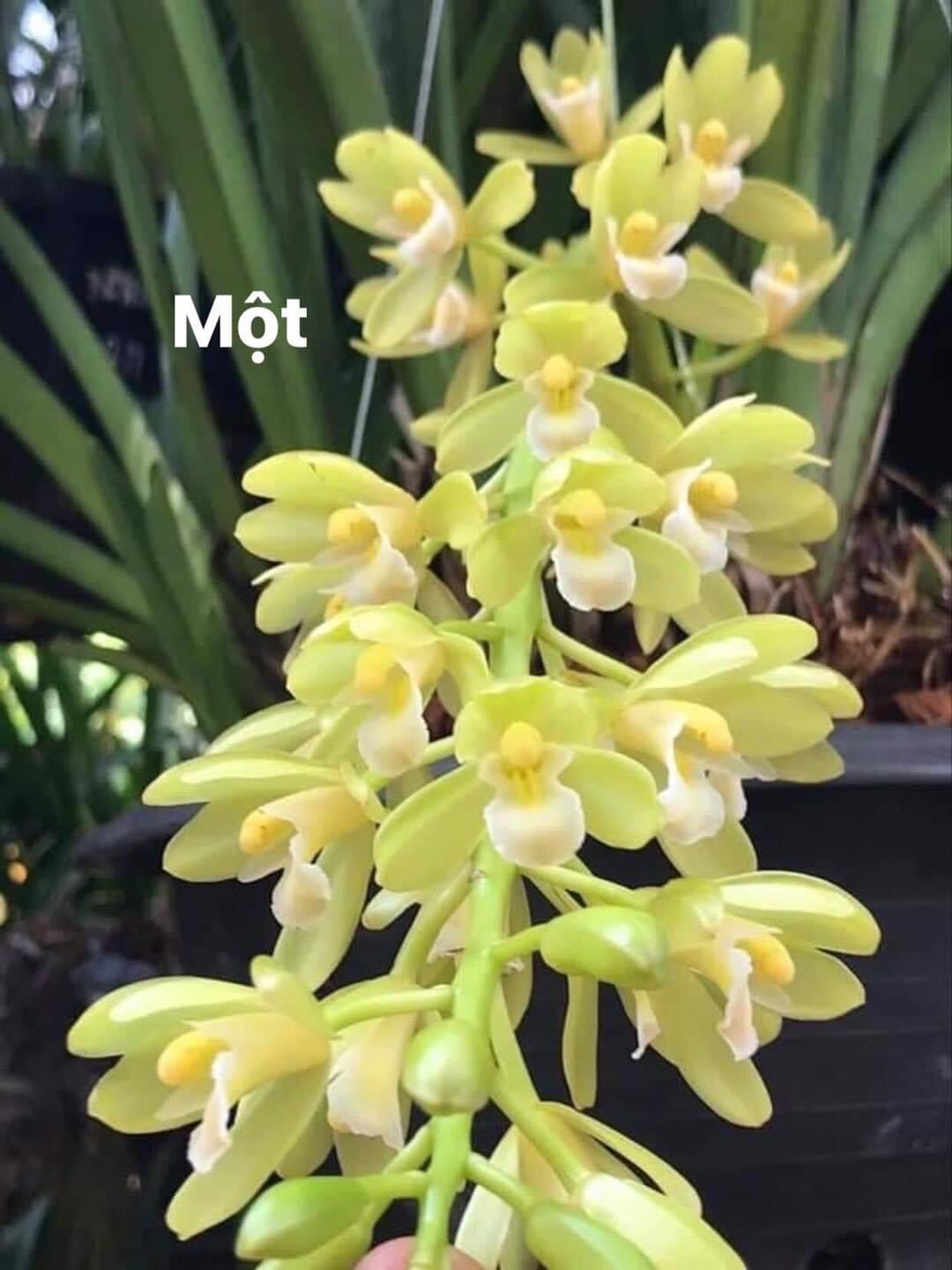 Hoa lan kiếm thái