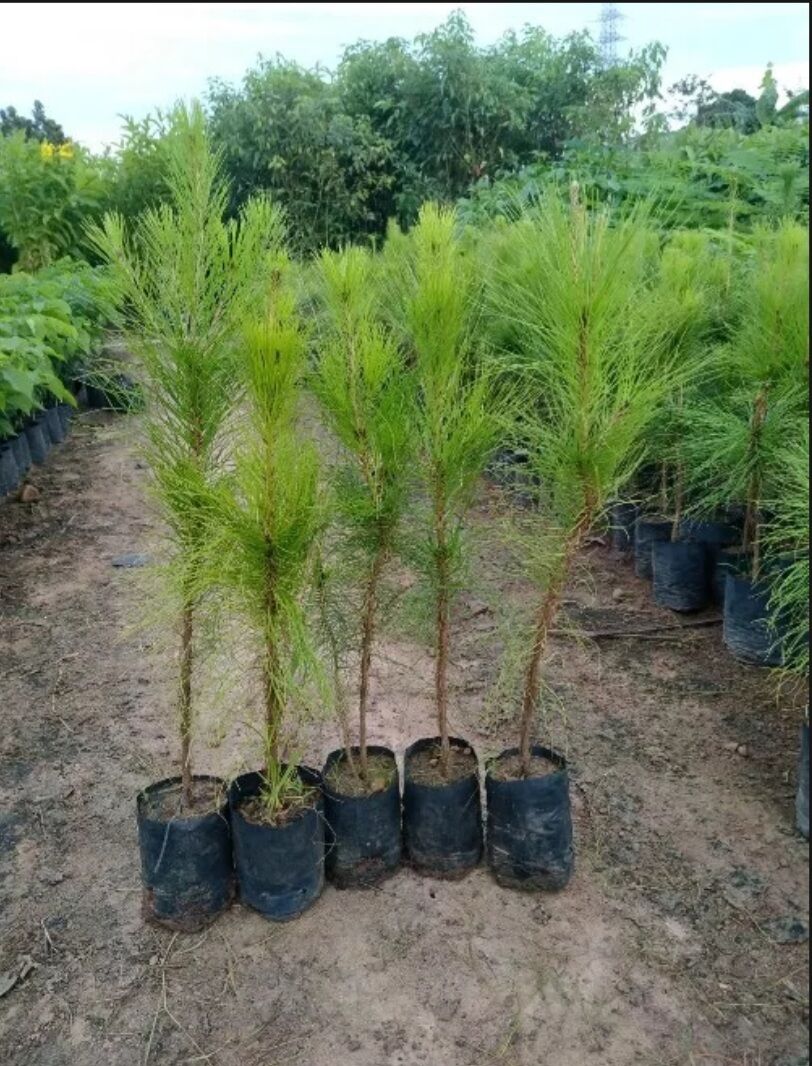 Combo 2 cây thông giống cao 50cm