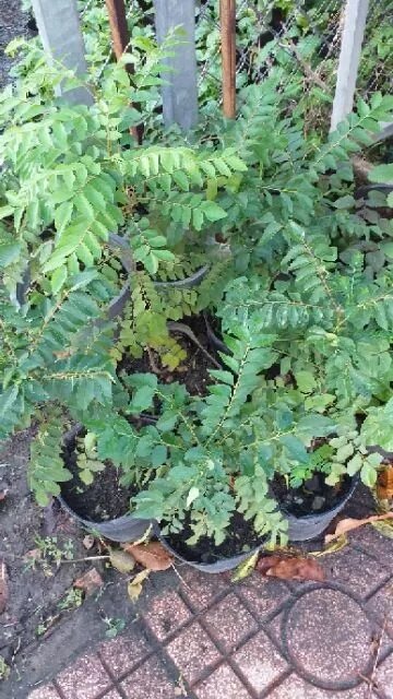 cây cà ri - cây gia vị cao 40-50cm.