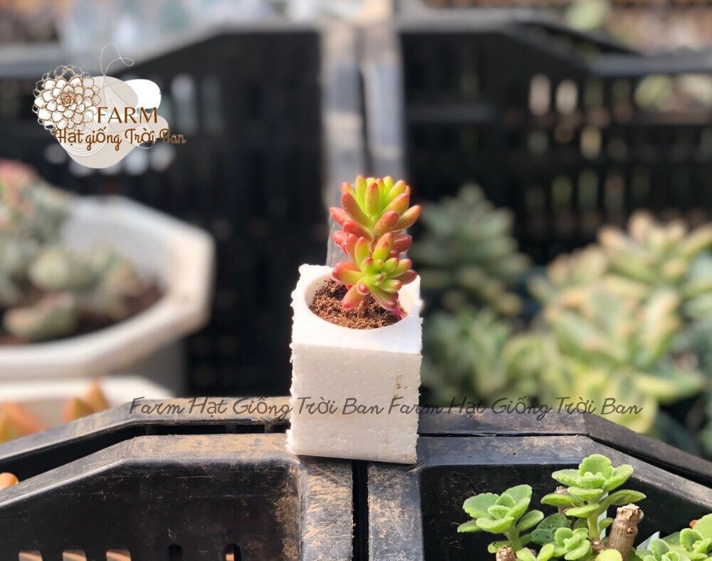 Sen đá thạch ngọc size mini 🔥 size 3-5cm 🔥 xuất xứ đà lạt 🔥 đã thuần khí hậu 🔥