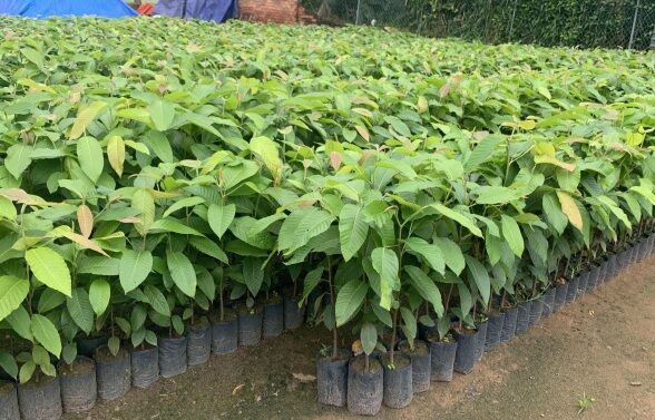 Combo 3 cây giống dầu con rái cao 50cm